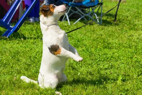 Small dog close-up Stock Photos