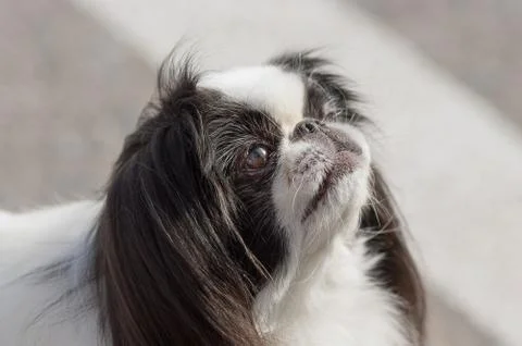 Small dog close-up Stock Photos