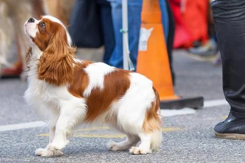 Small dog close-up Stock Photos