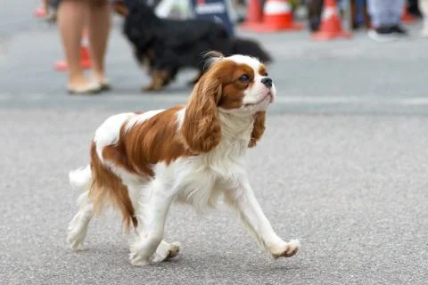 Small dog close-up Stock Photos