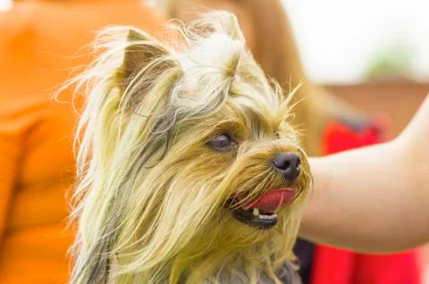 Small dog close-up 스톡 사진