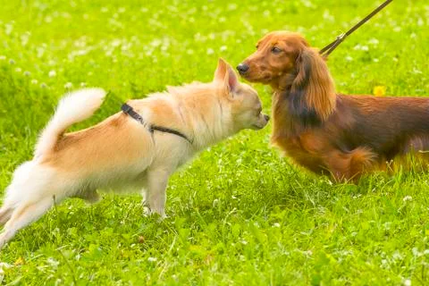 Small dog close-up Stock Photos
