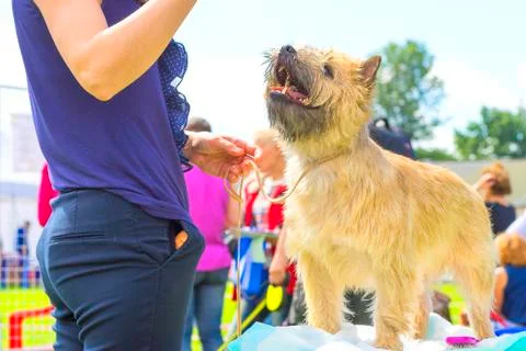 Small dog close-up Stock Photos