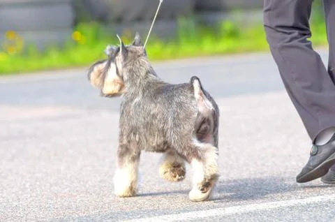 Small dog close-up Stock Photos