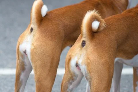 Small dog close-up Stock Photos