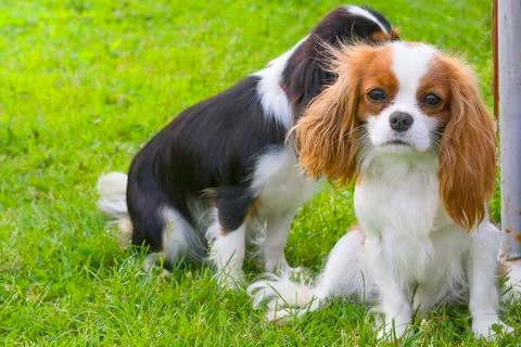 Small dog close-up Stock Photos