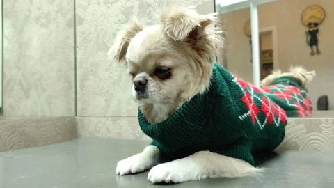 Small dog in clothes after bathing Stock Footage 234863541