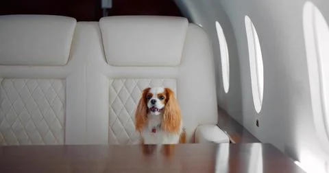 Small dog cocker spaniel on board of luxurious plane Stock Photos