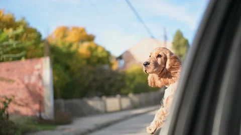 Small dog Cocker Spaniel looks out the open window of the car Stock Footage 168906548