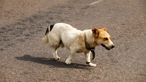 A small dog in a collar crosses a paved road. Stock Footage 163706718