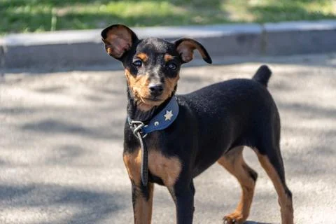 Small dog with a collar Stock Photos