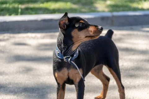 Small dog with a collar Foto stock