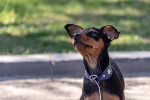 Small dog with a collar Stock Photos