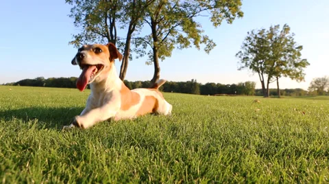 Small dog cute play Vídeo Stock 45869686