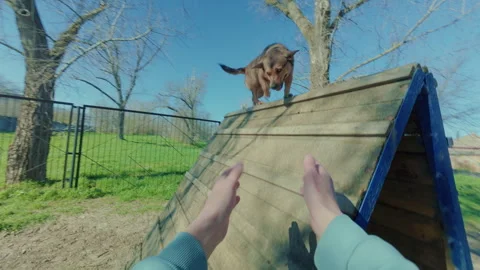 A small dog deftly overcomes a high fence on a dog playground. 库存影片 334129908