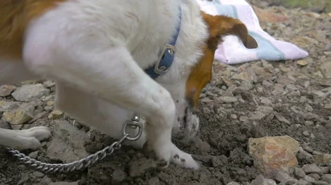 Small Dog Digging a Hole in Slow Motion Stock Footage 66523678