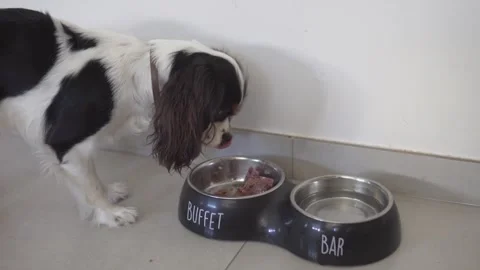 Small dog dining calmly on tiles, mellow canine eating from bowl in comfortable Stock Footage 321943752
