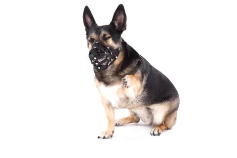 Small dog doesnt like his muzzle Stock Photos