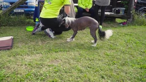 A small dog on a dog agility test 스톡 동영상 118014375