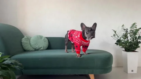 A small dog dressed in a bright red outfit walks proudly on a green couch Stock Footage 321091338