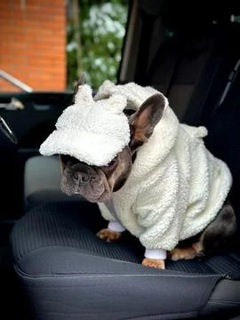 A small dog dressed in a fluffy white outfit and matching cap relaxes in th.. Stock Photos