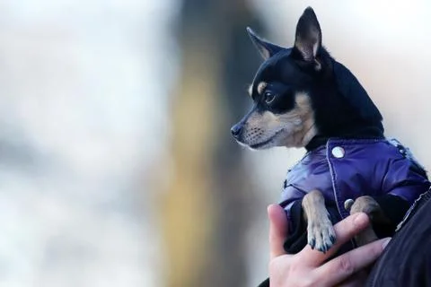 Small dog dressed in a jacket at the hands of a person Stock Photos