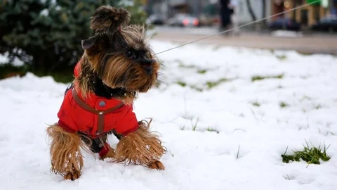 A small dog dressed in a jacket stands on the snow and looks into the distance Stock Footage 83156002