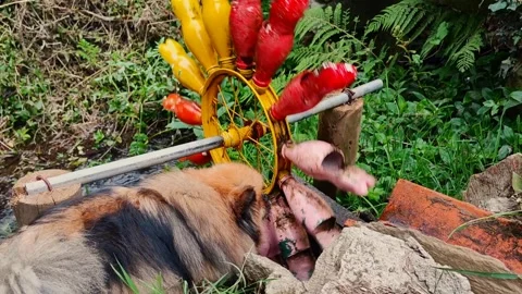 A small dog drinks from a stream with a small colored water mill from bright pla Stock Footage 277898873