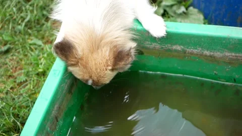 Small dog drinks water from a large plastic container. Homeless animals concept. Stock Footage 153460933