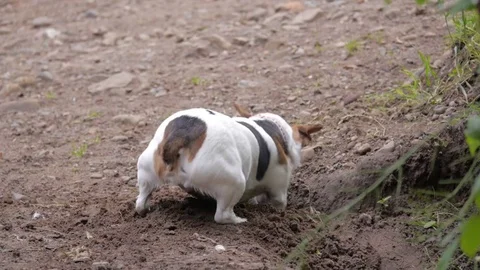 A small dog eagerly digging into the ground, gives up after a while. Stock Footage 71101334