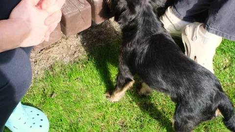 Small dog eagerly interacts with seated individuals, showcasing playful behavior Stock Footage 317112589