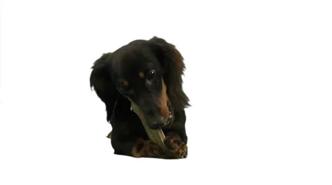 Small dog eating a bone on green Stock Footage 49861759