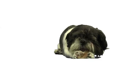 Small dog eating a bone on greenscreen Stock Footage 49861767