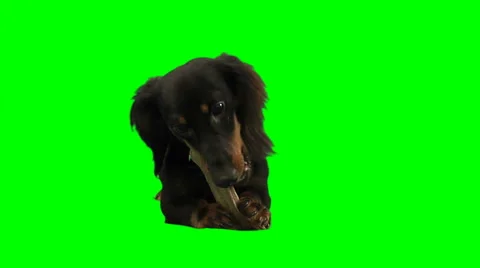 Small dog eating a bone on white Stock Footage 49861762
