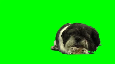Small dog eating a bone on white Stock Footage 49861771