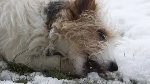 Small dog eating bone in winter time Stock Footage 147856144