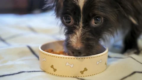 Small dog eating close-up and look at camera, lovely puppy. little best friends. Stock Footage 294081816