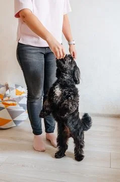 A small dog eats a dog biscuit from a woman's hand. Stock Photos