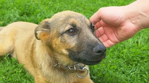 Small dog enjoying petting Stock Footage 76735006