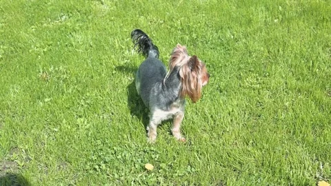 A small dog enjoys playing in a grassy area, displaying various movements and Stock-Footage 338447746