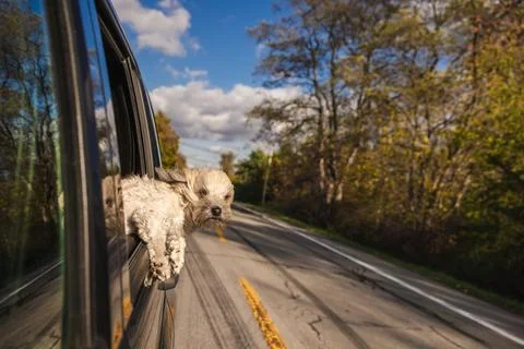 Small dog enjoys the wind while leaning out of a moving car window on a scenic Stock Photos