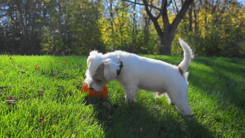Small dog excitedly biting a small pumpkin on the bright green grass on sunny Stock Footage 304399956