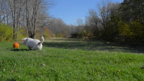 Small dog excitedly chasing a small pumpkin on the bright green grass Vidéo 304399766
