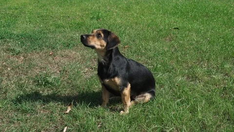 Small dog executes a command. Dog training in the park. Stock Footage 116027329