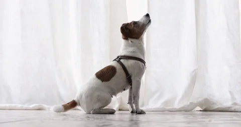 Small dog executes a command pet obedience workout 動画素材 81343525