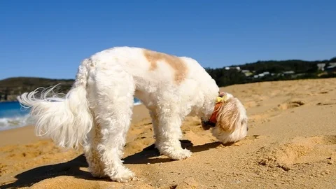 Small dog exploring the beach Stock Footage 93723056