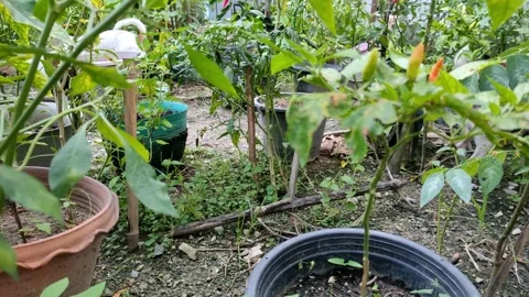 Small dog exploring in green vegetable garden Stock Footage 347860521