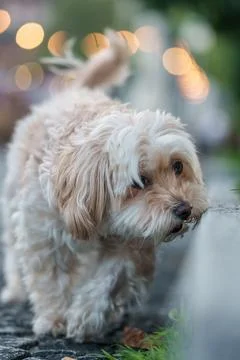 Small dog exploring outdoors with curiosity on sidewalk Foto stock