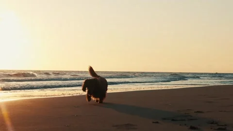 Small dog exploring sandy beach at sunset with golden light reflecting on the Stock Footage 296589260