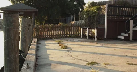 Small Dog Exploring Sunlit Backyard Patio Near Wooden Dock Stock Footage 340543250